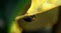 Black Ladybird Beetle 130942 HD Footage