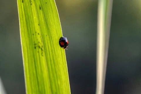 Black ladybug with orange spots Stock Photos