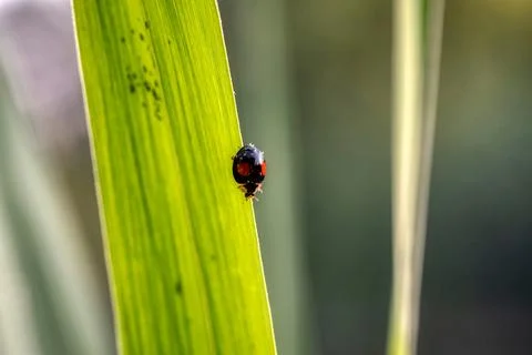 Black ladybug with orange spots Stock Photos