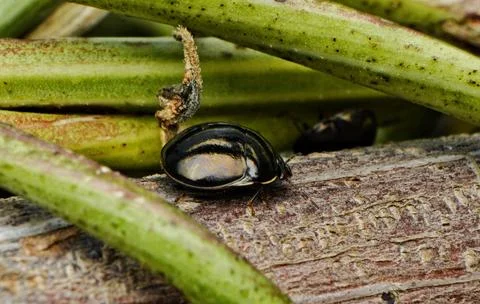 Black ladybug Stock Photos