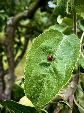 Black ladybug with red spots resting on a green leaf in summer garden close-up Stock Photos