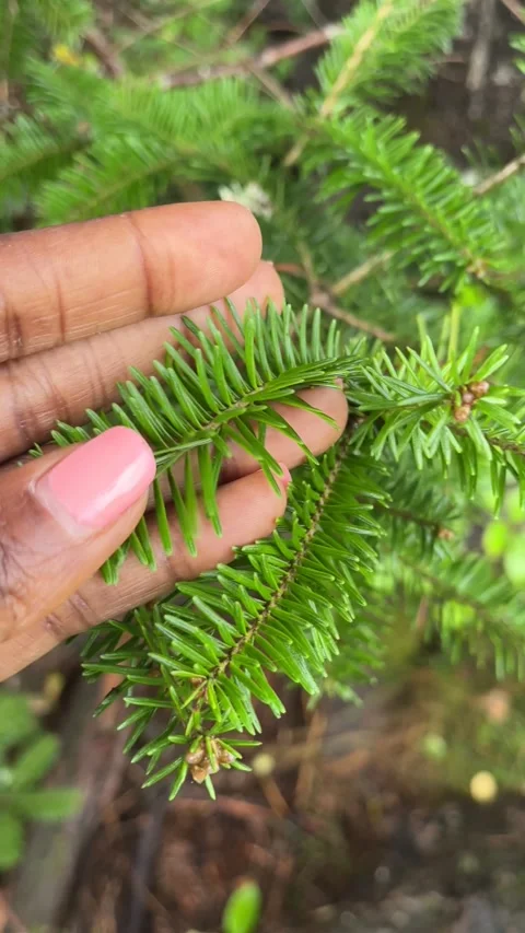Black lady’s hand touching a pine tree branch in nature 4K Video stock 267509120