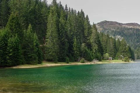 The Black lake surrounded by pine forest in Durmitor National Park, Zabljak Stock Photos