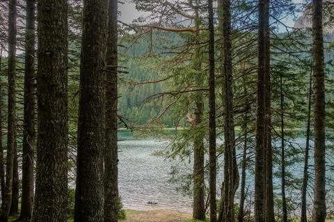 The Black lake surrounded by pine forest in Durmitor National Park, Zabljak Stock Photos