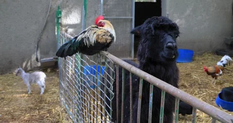 Black lamb with a cockerel at the zoo. Stock Footage 337831342