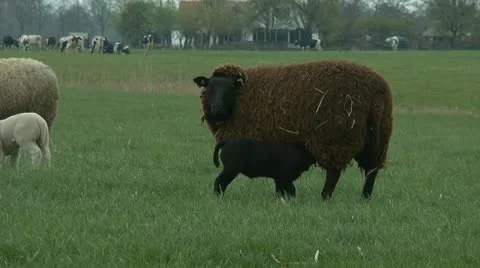 Black lamb drinking Stock Footage 10894712