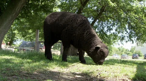 Black lamb eating grass Stock Footage 25600649