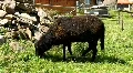 Black lamb HD Footage