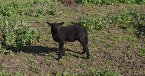 Black lamb Stockbeeldmateriaal 150661390