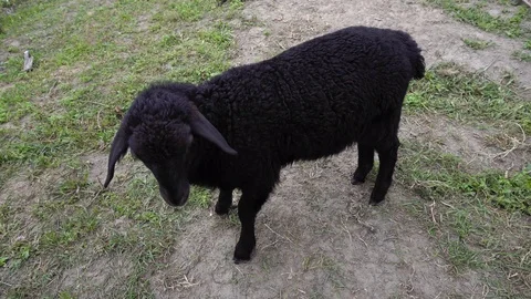 A black lamb is having a walk in the yard. Stock Footage 114326193