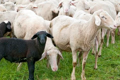 Black Lamb in the Herd Foto stock