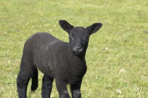 Black lamb Stock Photos