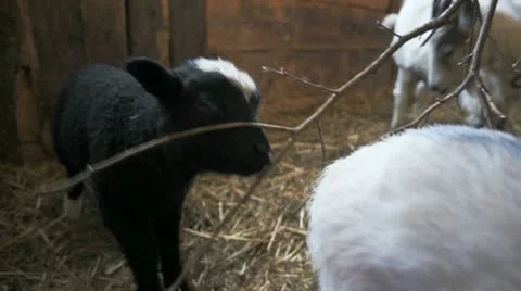 Black lamb with white spot Video stock 22123027