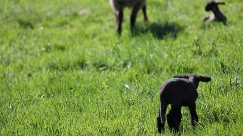 Black lambs Stock Footage 90442521