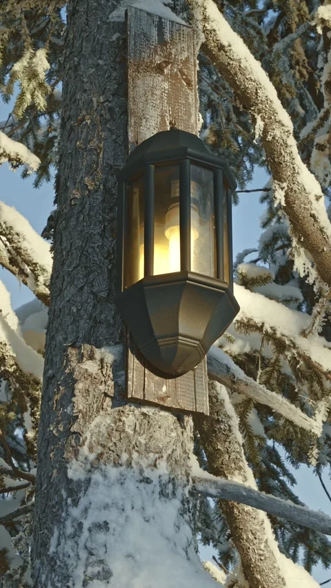 Black lantern light glowing on a snow covered evergreen tree in a winter Stock Footage 330925242