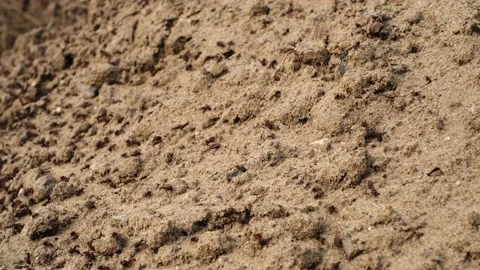 Black large ants run on the sand, collecting twigs and leaves for the anthill Stock Footage 152811580