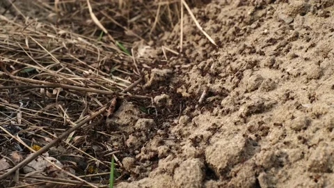 Black large ants run on the sand, collecting twigs and leaves for the anthill Stock Footage