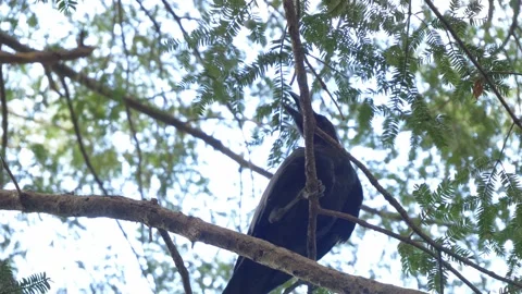 Black Large-billed Crow Feeding On Leaves While Perching On Tree Branch In Stock Footage 334327046