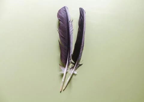 Black Large Feather Stock Photos
