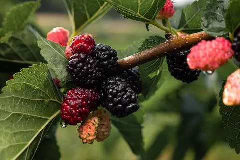 Black large ripe mulberry on a branch with green leaves Stock Photos