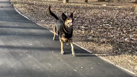 Black large shepherd dog performs the turn command and the step back command Stock Footage 273038649