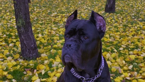 Black large trained dog Cane Corso close-up looks at the owner in the autumn for Stock Footage 225274652