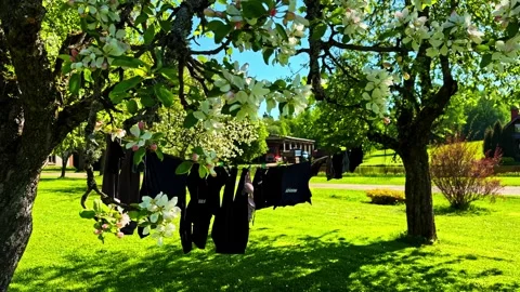 Black Laundry Hanging Between Blooming Apple Trees in Sunny Cesis Latvia Stock Footage 346552481