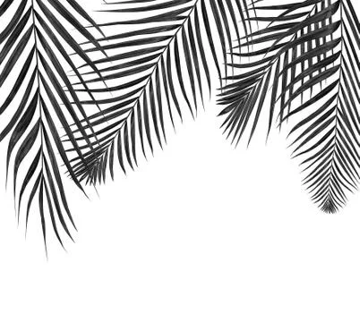 Black leaf of palm tree background Foto stock