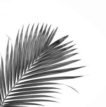 Black leaf of palm tree isolated on white background Stock Photos