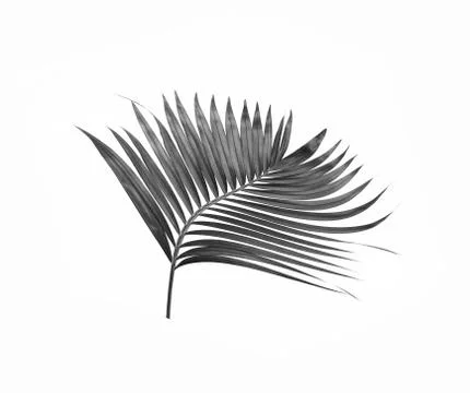 Black leaf of palm tree isolated on white background Fotos Stock
