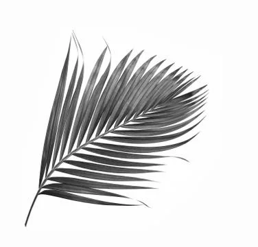 Black leaf of palm tree isolated on white background Stock Photos