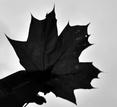 Black leaf 写真素材