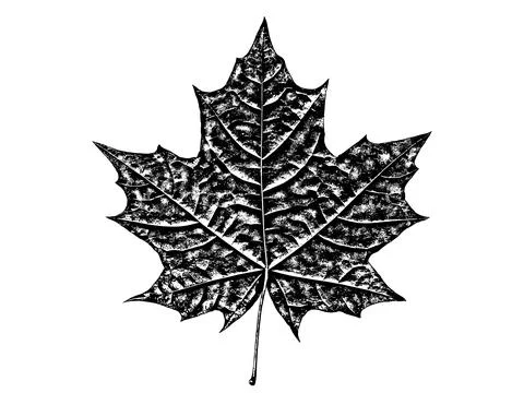 Black leaf realistic texture overlay Stock-Illustration