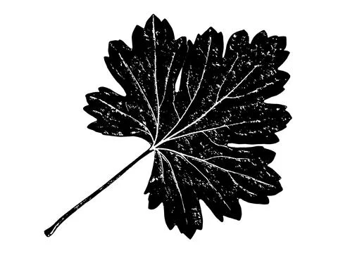 Black leaf realistic texture overlay 스톡 일러스트