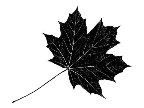 Black leaf realistic texture overlay 스톡 일러스트