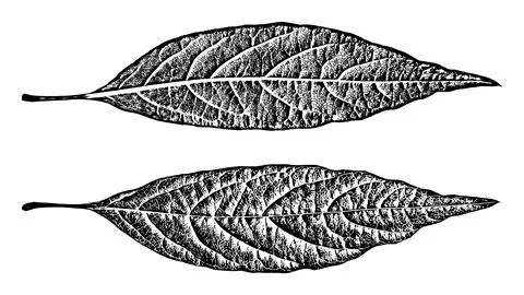 Black leaf realistic texture overlay Stock-Illustration