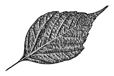 Black leaf realistic texture overlay 스톡 일러스트