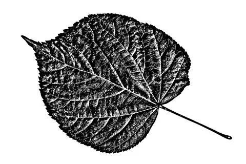 Black leaf realistic texture overlay Stock Illustration