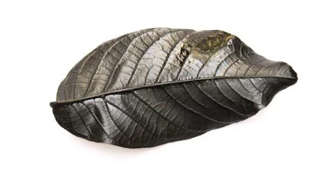 Black leaf from a tree on white Stock Photos