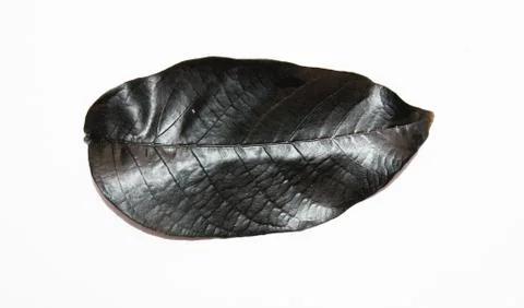 Black leaf from a tree on white Foto stock