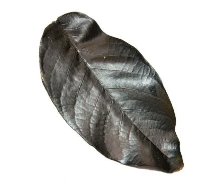 Black leaf from a tree on white Stock Photos