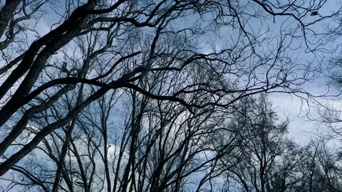 Black leafless branches against blue sky in autumn or spring. Stock Footage 235668056