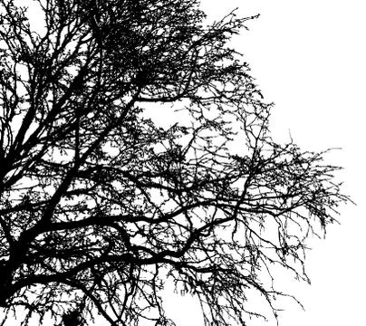 Black leafless tree branches Ilustração Stock