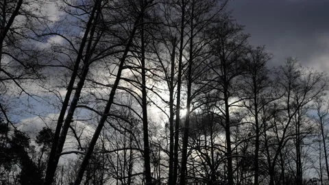 Black leafless trees at background of grey cloudy sky outdoors. Overcast winter Video stock 219904187