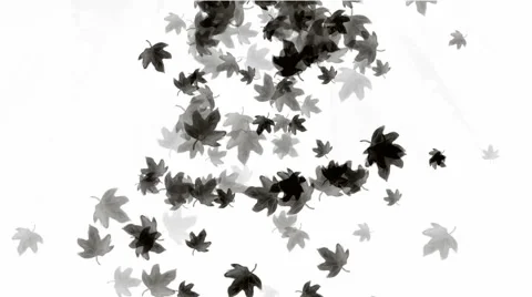 Black leafs falling pattern symbol dream vision idea creativity. Stock Footage 951968