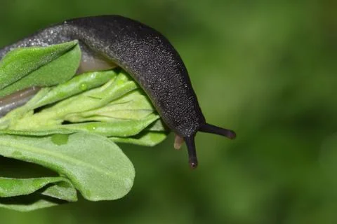 Black Leatherleaf Slug Foto stock