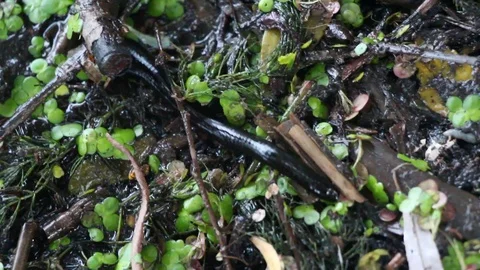 Black leech sits in a swamp Video stock 113600604