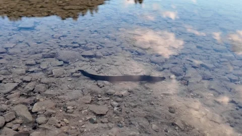 A black leech swimming. Stock Footage 317710353