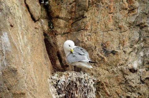 Black-legged kittiwake birds on nesting cliffside in summer, sto vesteraalen Stock Photos
