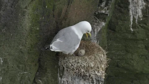 Black-Legged Kittiwake Calling at Its Nest with an Egg on a Cliff in Iceland Stock Footage 339751425